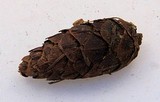 Strobilurus trullisatus image