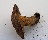 Suillus lakei image