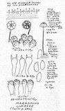 Marasmius limosus image