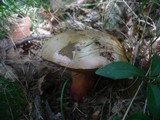 Boletus rhodoxanthus image