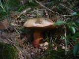 Boletus rhodoxanthus image