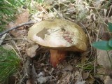 Boletus rhodoxanthus image