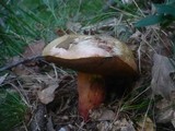 Boletus rhodoxanthus image