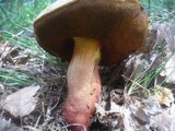 Boletus rhodoxanthus image