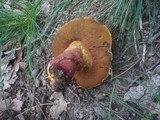 Boletus rhodoxanthus image