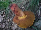 Boletus rhodoxanthus image