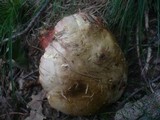 Boletus rhodoxanthus image