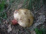 Boletus rhodoxanthus image