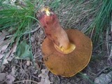 Boletus rhodoxanthus image