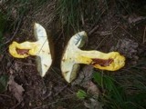 Boletus rhodoxanthus image