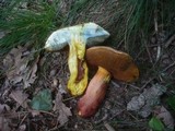 Boletus rhodoxanthus image