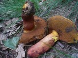 Boletus rhodoxanthus image
