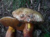 Boletus rhodoxanthus image