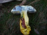 Boletus rhodoxanthus image