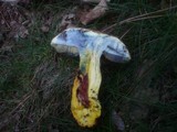 Boletus rhodoxanthus image