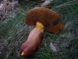 Boletus rhodoxanthus image