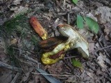 Boletus rhodoxanthus image