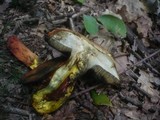 Boletus rhodoxanthus image