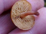 Gymnopilus picreus image