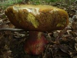 Boletus satanas image