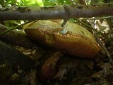 Boletus satanas image