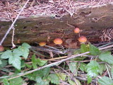 Gymnopilus picreus image