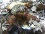 Boletus satanas image