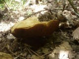 Boletus satanas image