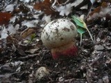 Boletus satanas image