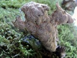 Pseudocyphellaria anthraspis image