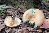 Lactarius pseudodeliciosus image