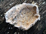 Byssomerulius corium image