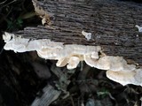 Byssomerulius corium image