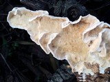 Byssomerulius corium image