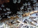 Badhamia utricularis image