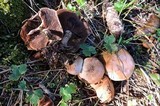 Hebeloma porphyrosporum image