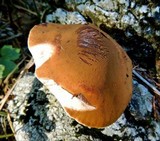 Hebeloma porphyrosporum image