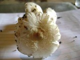 Melanoleuca verrucipes image