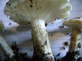 Melanoleuca verrucipes image
