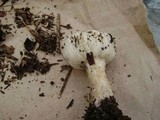 Melanoleuca verrucipes image