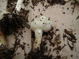 Melanoleuca verrucipes image