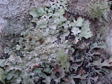 Platismatia glauca image