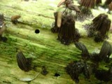 Stemonitis splendens image