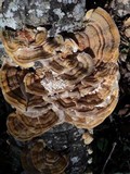 Trametes ochracea image