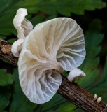 Hemimycena candida image