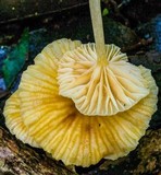 Marasmius armeniacus image