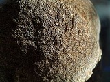 Phellinus gilbertsonii image