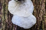 Campanella tristis image