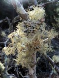 Usnea cornuta image