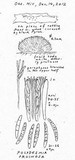 Polydesmia pruinosa image